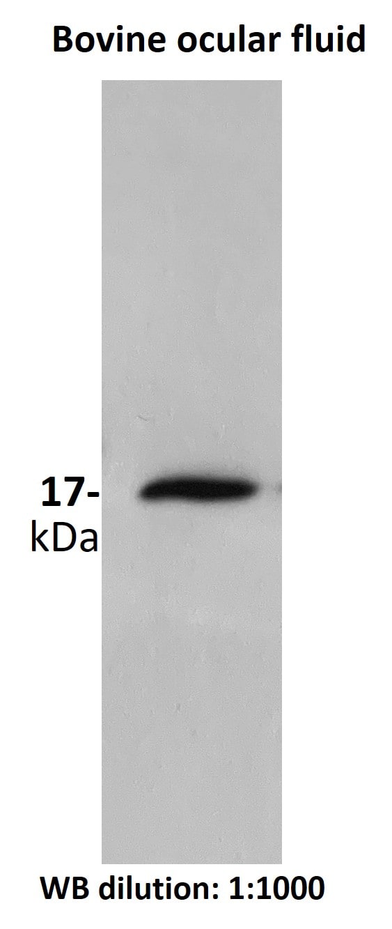 SOD1/Cu-Zn SOD Antibody - BSA Free NBP2-24915