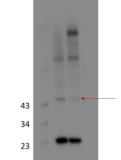 GPR18 Antibody - BSA Free NBP2-24918