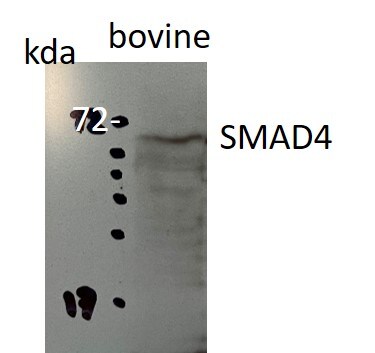 Smad4 Antibody - BSA Free NBP2-24951