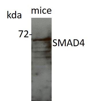 Smad4 Antibody - BSA Free NBP2-24951