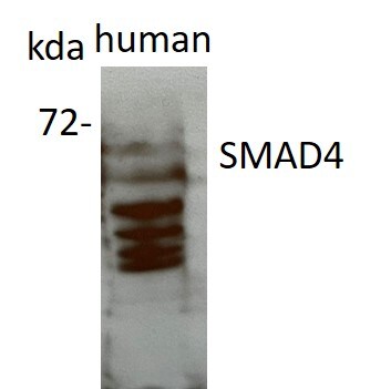 Smad4 Antibody - BSA Free NBP2-24951