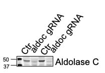 Aldolase C Antibody (4A9) - BSA Free NBP2-25145