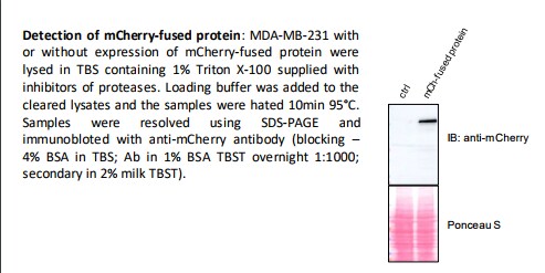 mCherry Antibody - BSA Free NBP2-25157