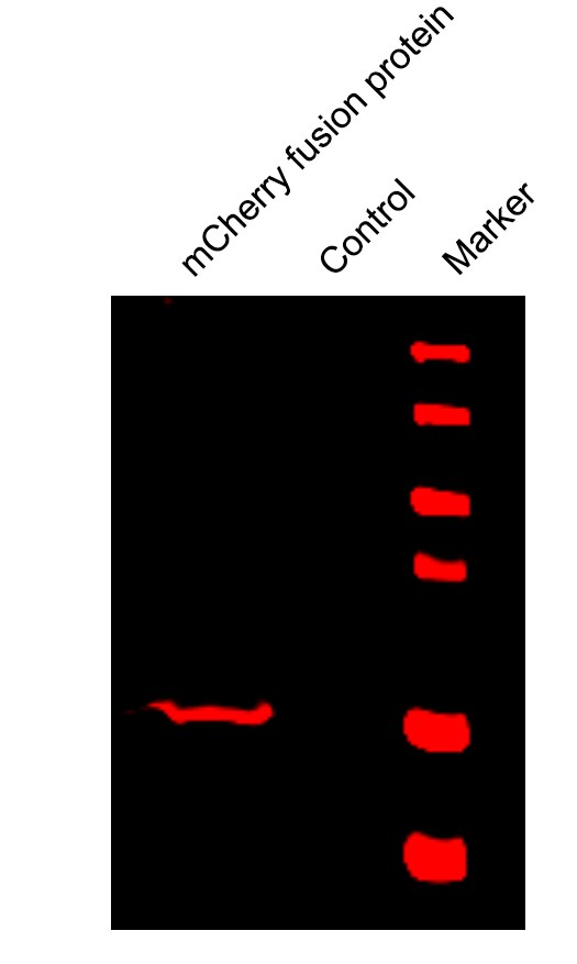 mCherry Antibody - BSA Free NBP2-25157