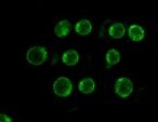 CD19 Antibody (CB19) - BSA Free NBP2-25196