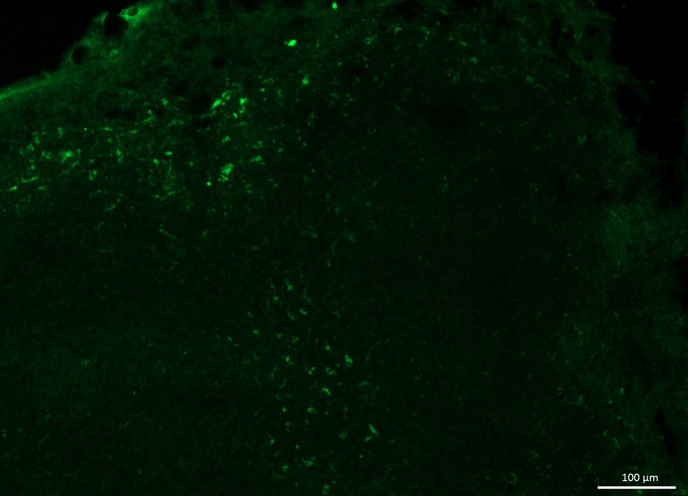 CD19 Antibody (CB19) [Alexa Fluor® 488] NBP2-25196AF488