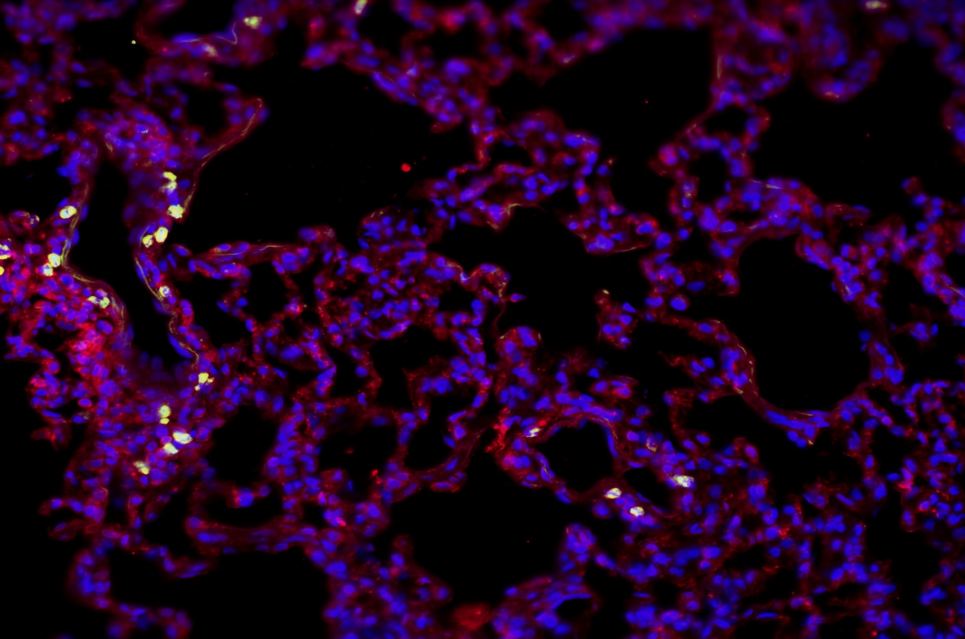B7-2/CD86 Antibody (BU63) NBP2-25208