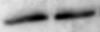 MUC2 Antibody (CCP58) NBP2-25221