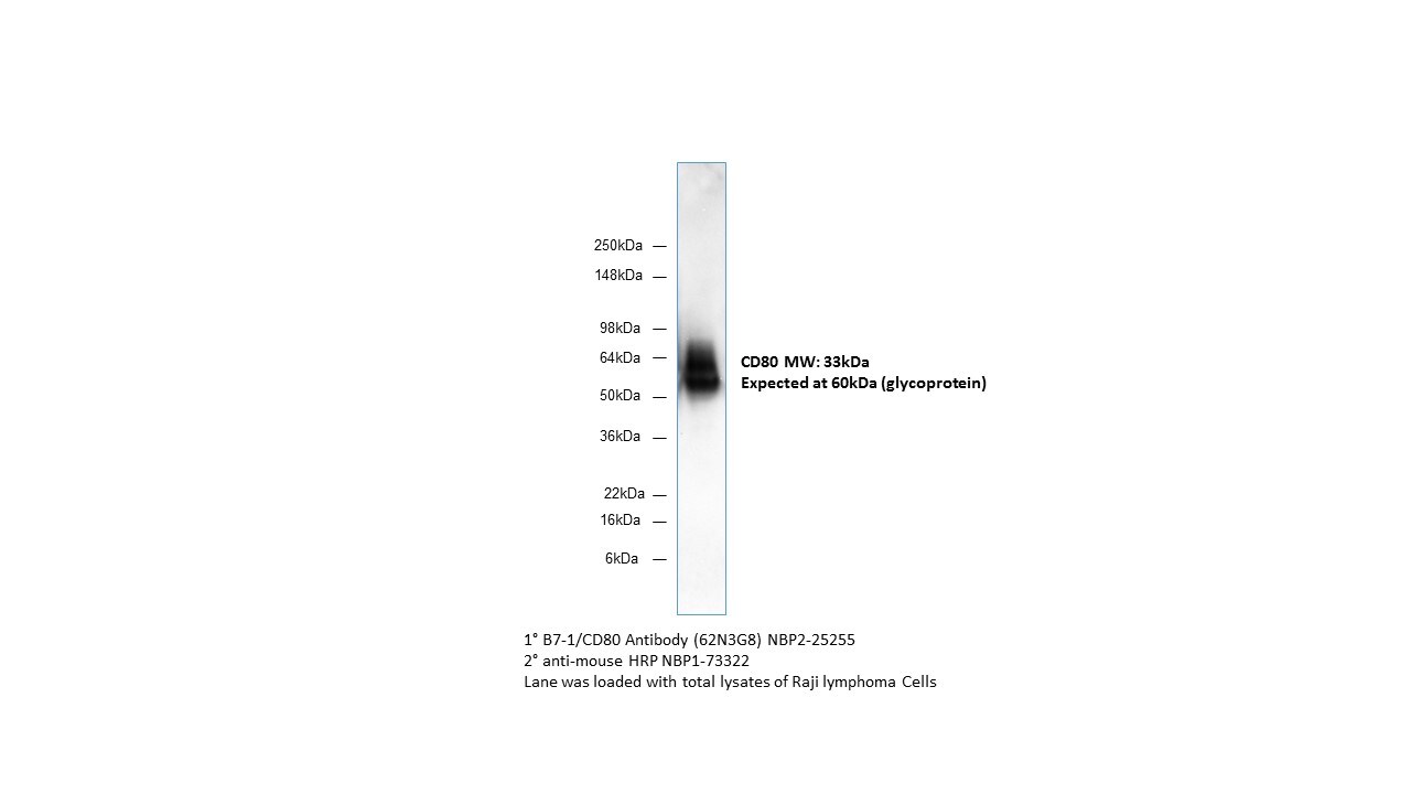 B7-1/CD80 Antibody (62N3G8) - BSA Free NBP2-25255
