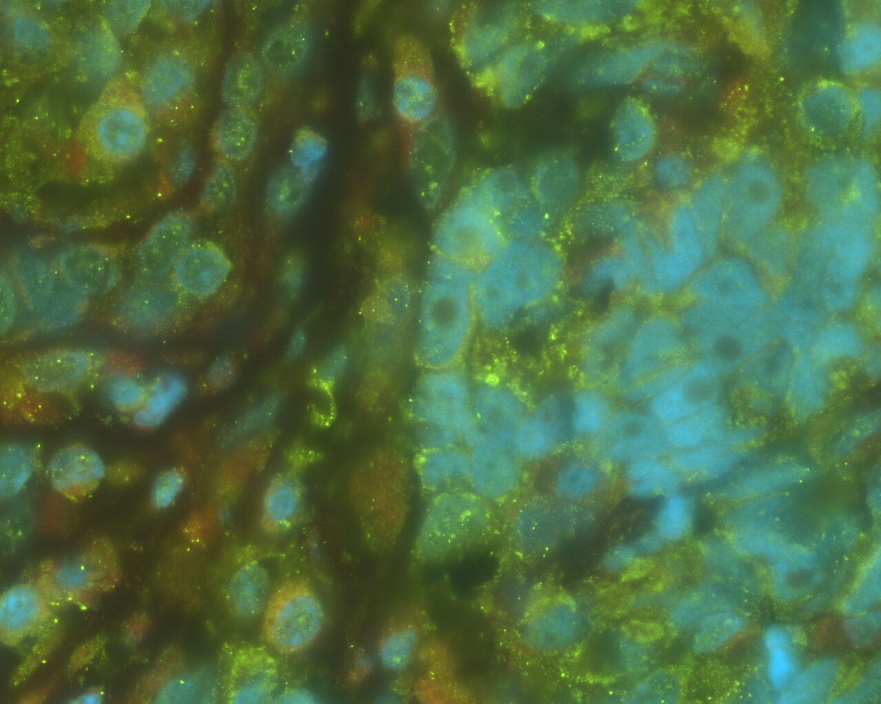 Inhibin alpha Antibody NBP2-26096