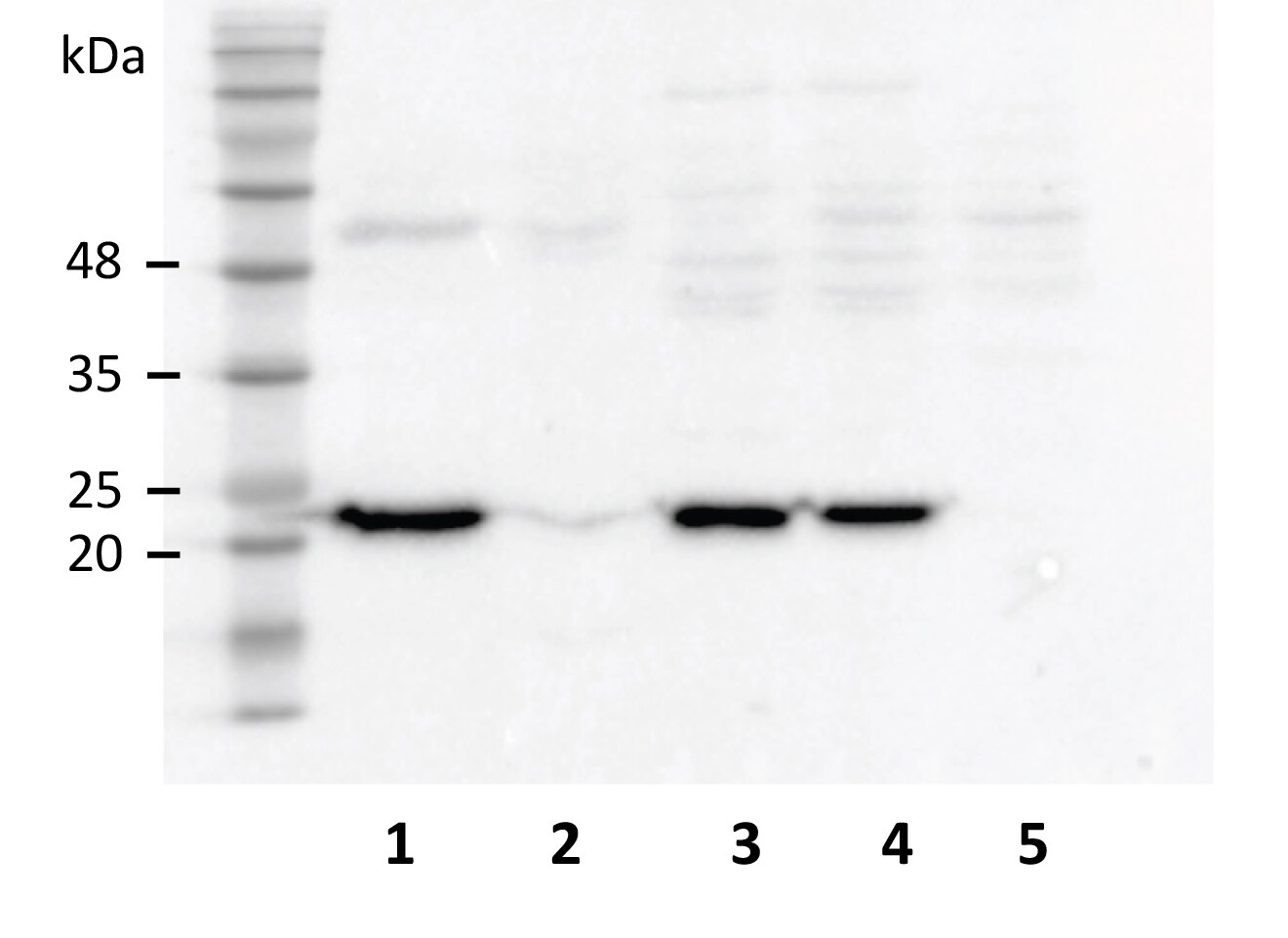 Troponin I type 2 (fast skeletal) Antibody NBP2-26200