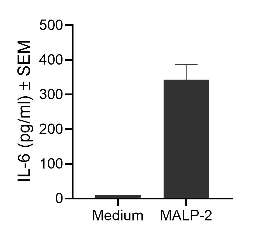 MALP-2, TLR6 and TLR2 ligand NBP2-26219