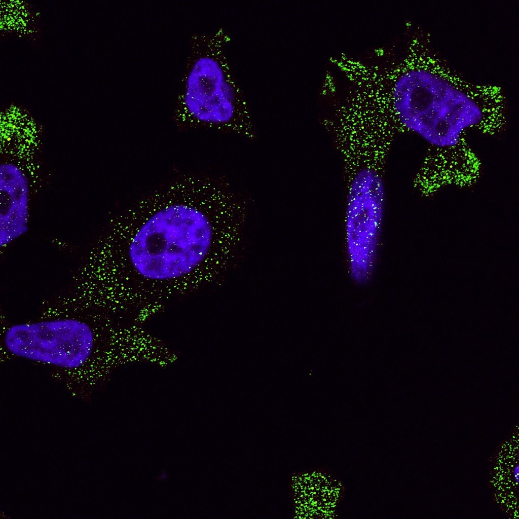 S1P2/EDG-5/S1PR2 Antibody - BSA Free NBP2-26691