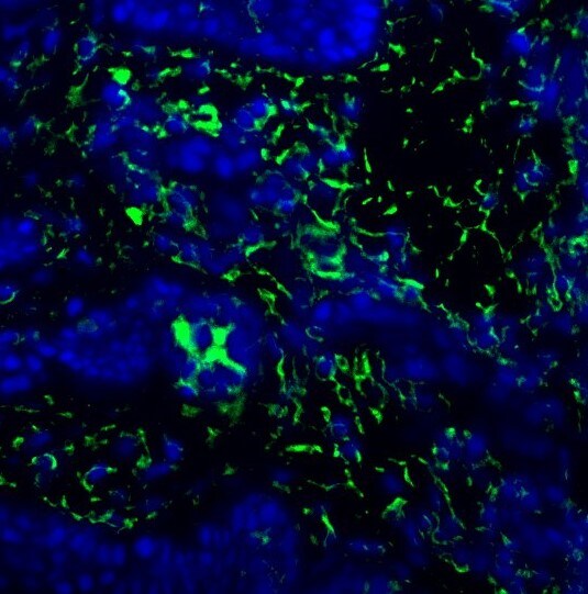 BST2 Antibody - BSA Free NBP2-27154