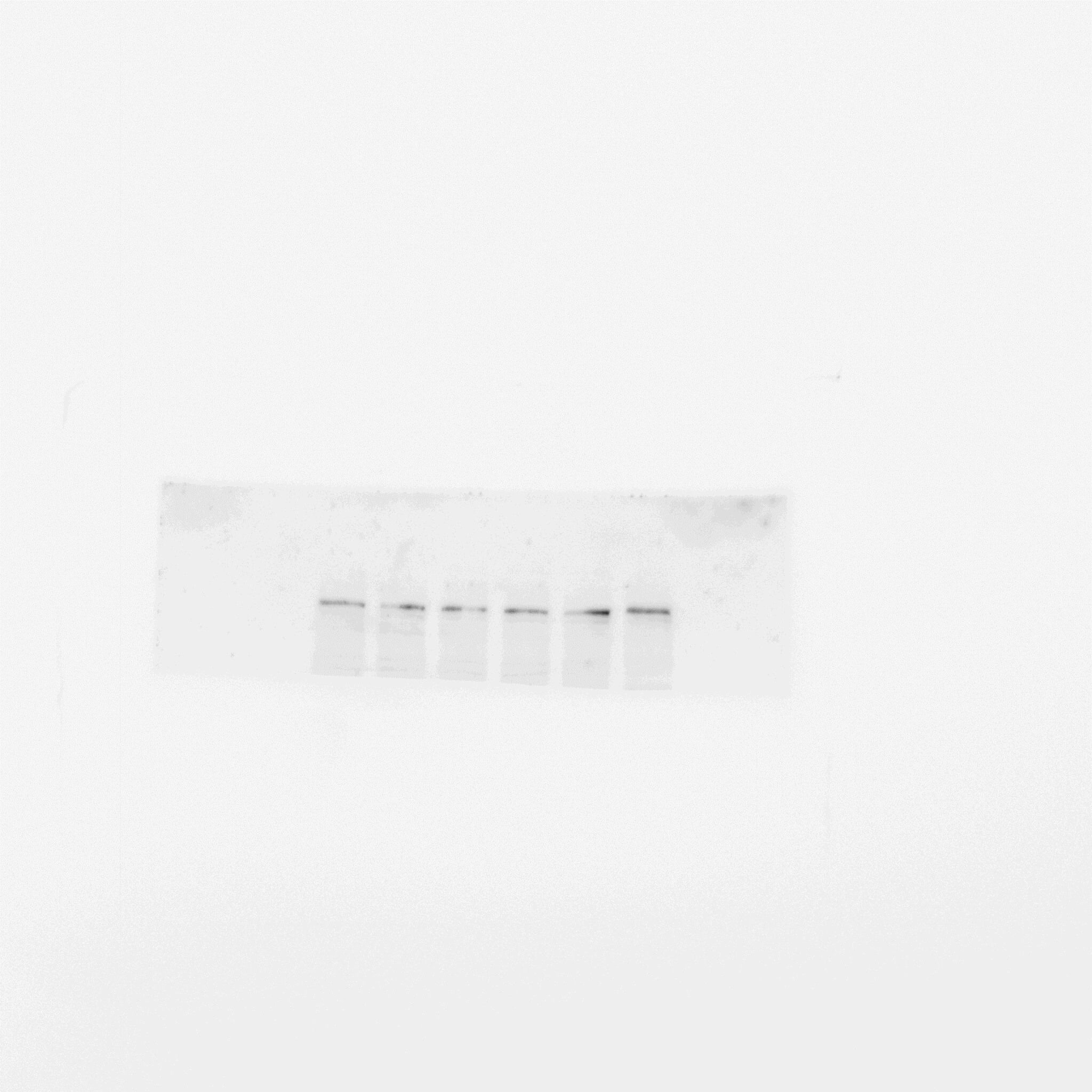 Sirtuin 1/SIRT1 Antibody - BSA Free NBP2-27205
