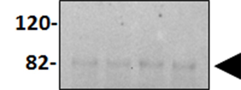 Sirtuin 1/SIRT1 Antibody - BSA Free NBP2-27205