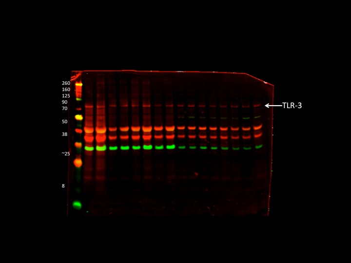 TLR3 Antibody (27N3D4) - BSA Free NBP2-27404