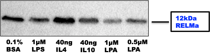FIZZ1/RELM alpha Antibody - BSA Free NBP2-29355