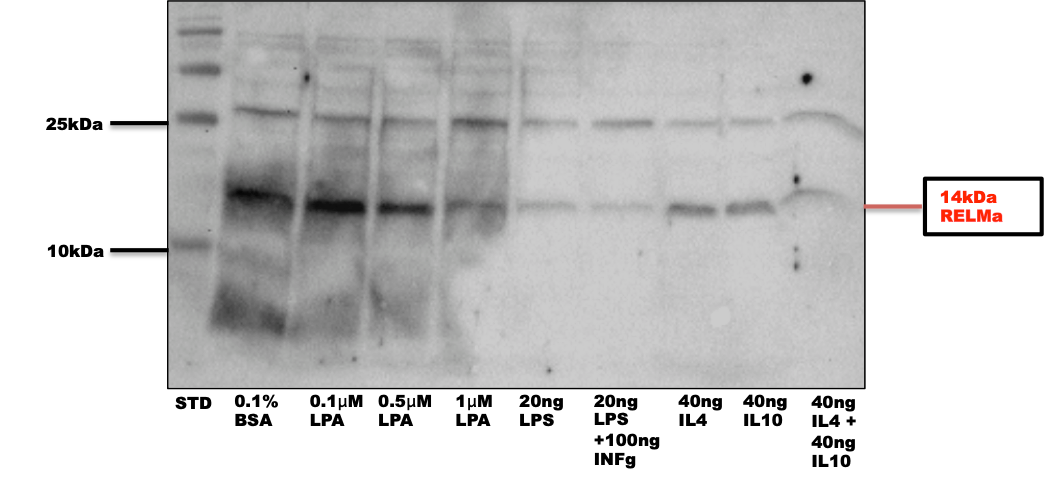 FIZZ1/RELM alpha Antibody - BSA Free NBP2-29355