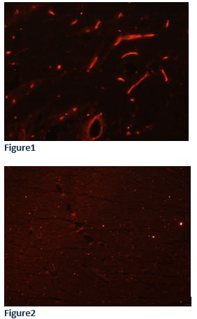 CD34 Antibody (ICO-115) NBP2-29455