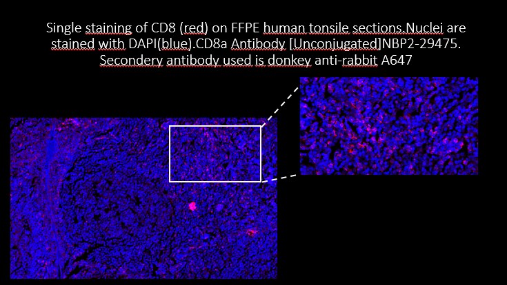 CD8 Antibody NBP2-29475