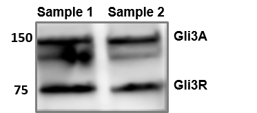 GLI-3 Antibody - BSA Free NBP2-29627