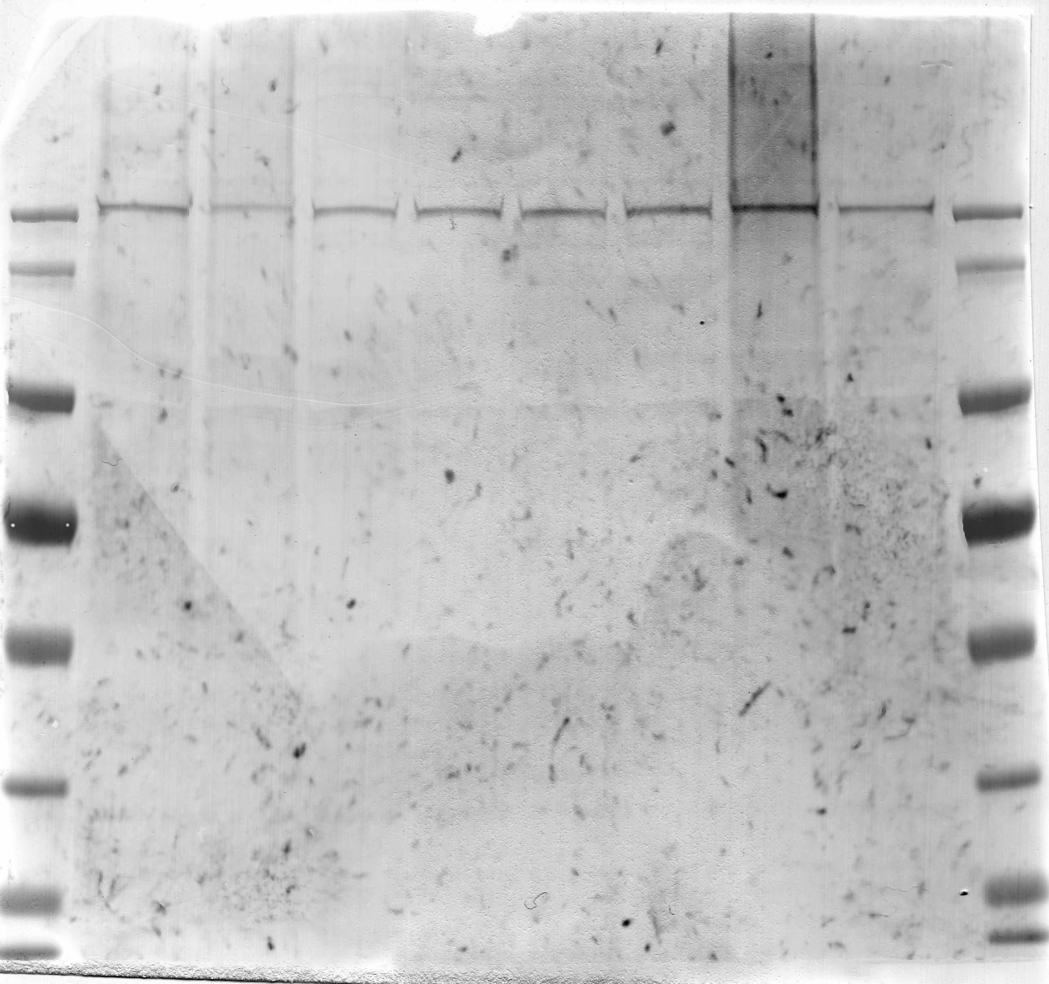 Parkin Antibody (PRK8) NBP2-29838