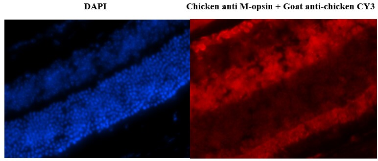 Opsin 1 (Medium Wave) Antibody - BSA Free NBP2-29858
