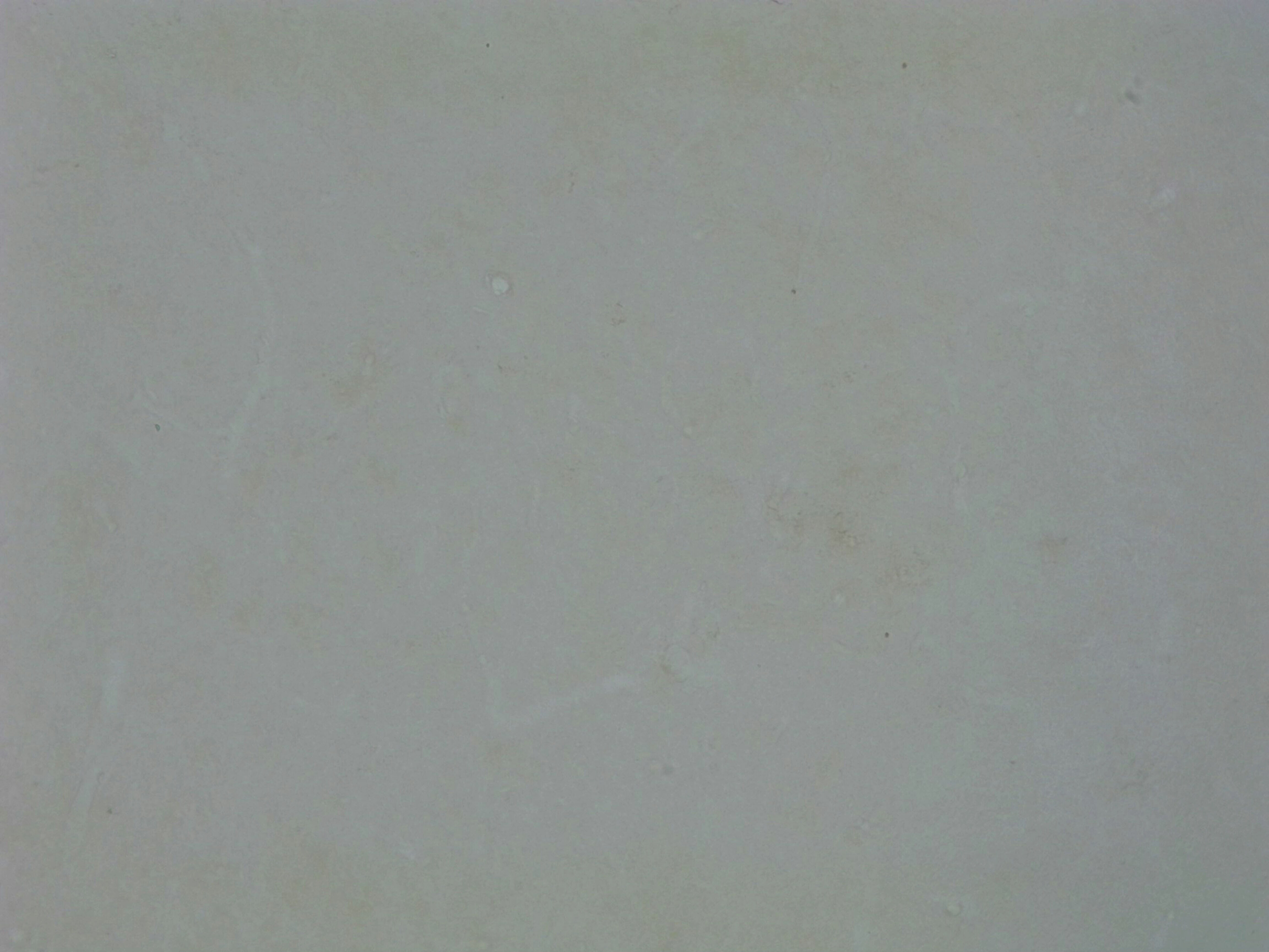 TMEM119 Antibody - BSA Free NBP2-30551