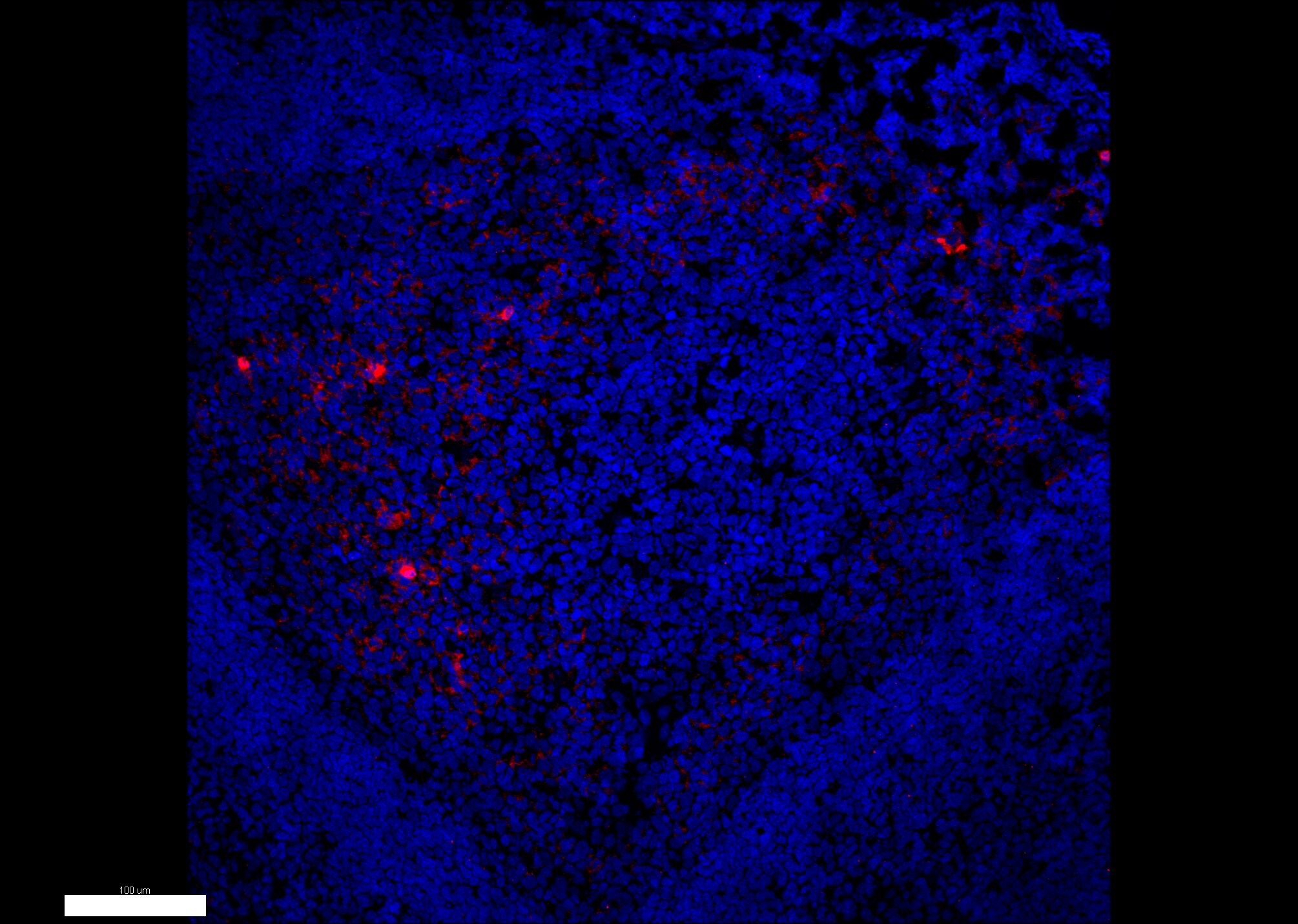 CLEC3A Antibody - BSA Free NBP2-30595