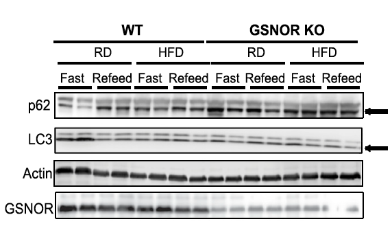 alcohol dehydrogenase 5 Antibody - BSA Free NBP2-30636