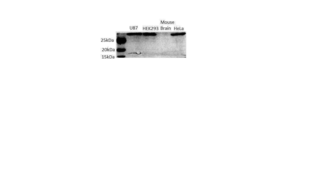 COPR5 Antibody - BSA Free NBP2-30884