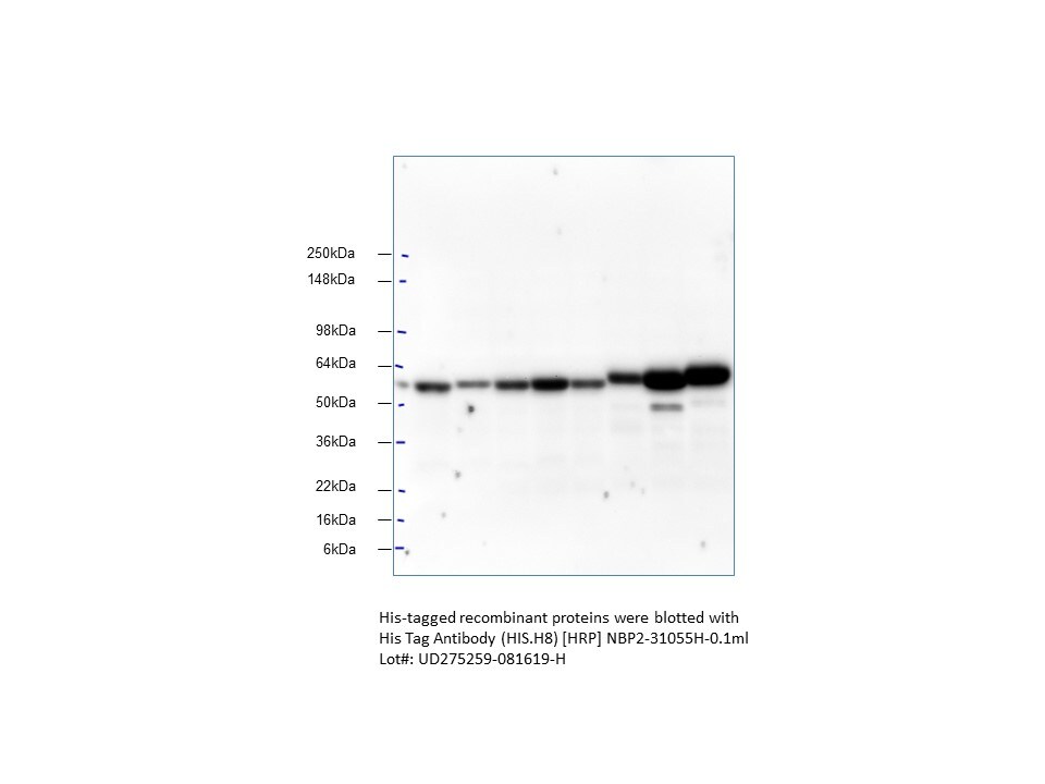 His Tag Antibody (HIS.H8) [HRP] NBP2-31055H