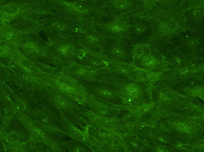 CD47 Antibody (B6H12.2) - Azide and BSA Free NBP2-31106