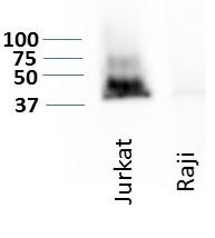 CD47 Antibody (B6H12.2) - Azide and BSA Free NBP2-31106