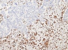 CD47 Antibody (B6H12.2) - Azide and BSA Free NBP2-31106