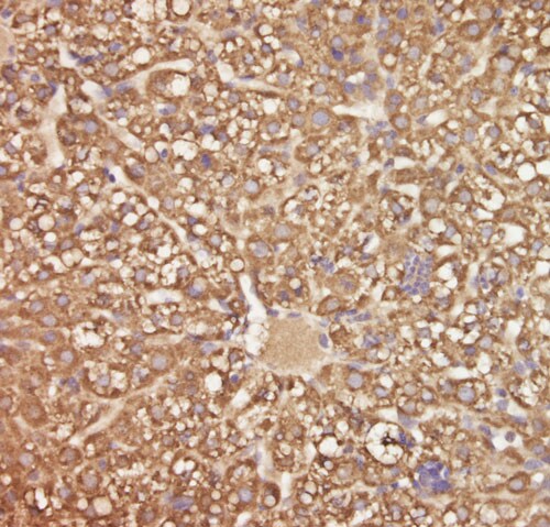 C5orf51 Antibody - BSA Free NBP2-32025