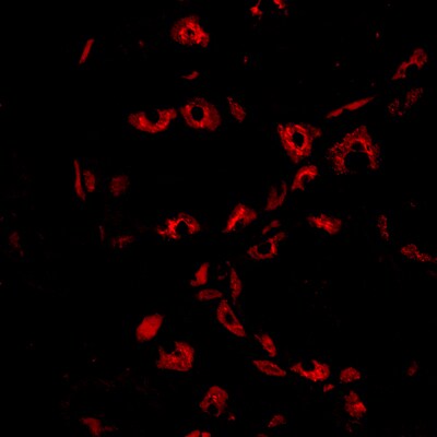 Hydrogen Potassium ATPase Beta Antibody - BSA Free NBP2-32035