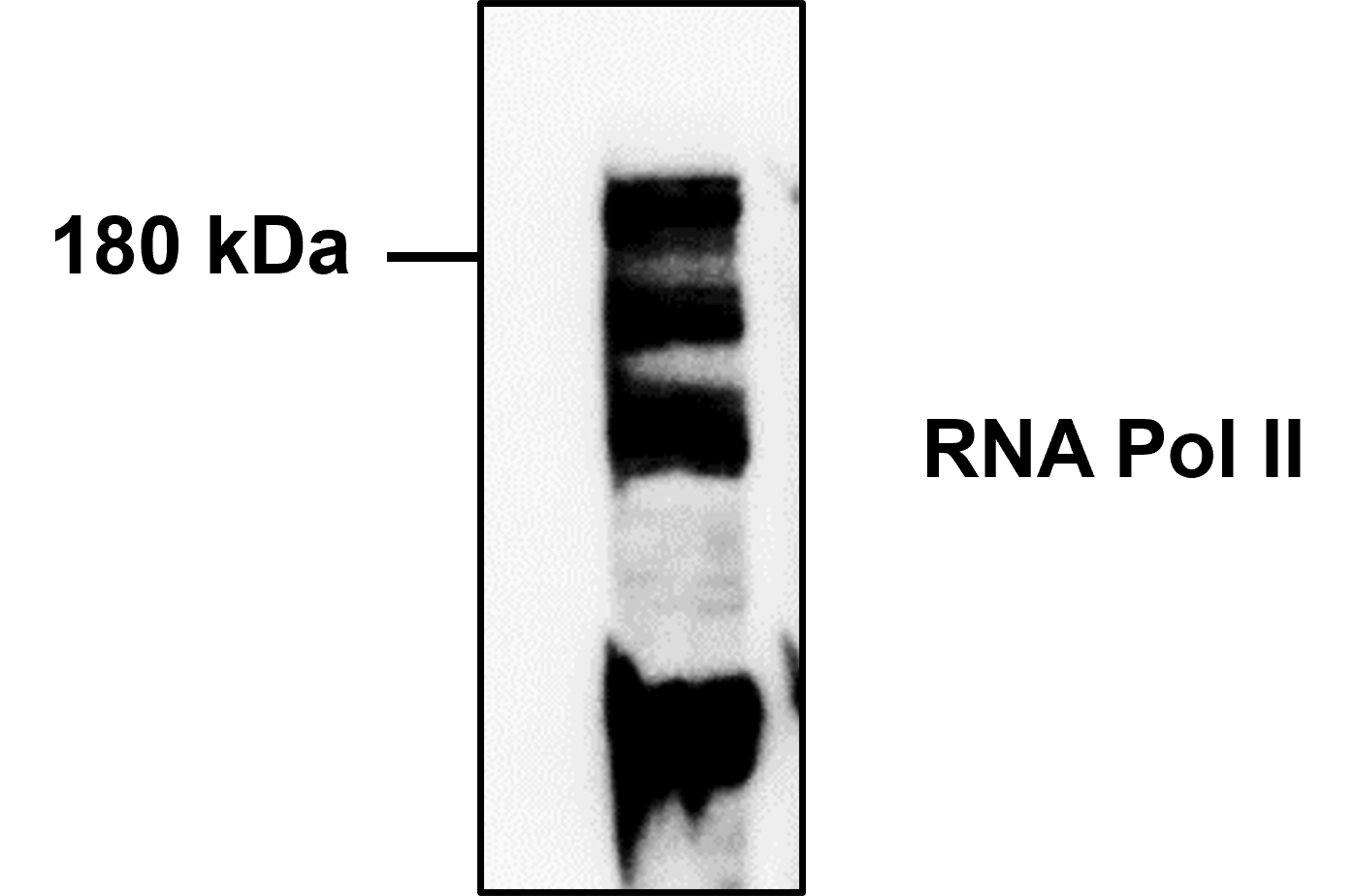 RNA Polymerase II/POLR2A Antibody - BSA Free NBP2-32080