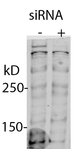 FAT1 Antibody - BSA Free NBP2-32275