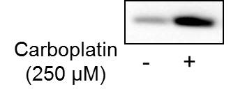 GSTO1 Antibody - BSA Free NBP2-32691