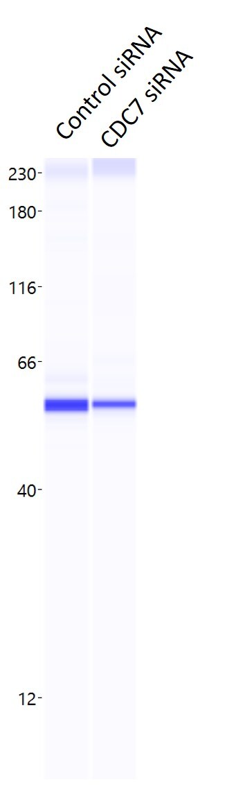 CDC7 Antibody - BSA Free NBP2-32708