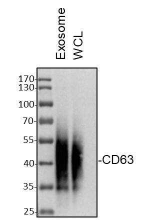 CD63 Antibody (MX-49.129.5) NBP2-32830