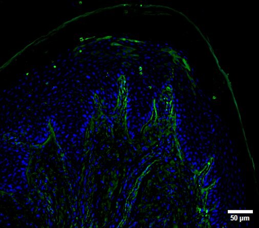 UCH-L1/PGP9.5 Antibody (SPM575) NBP2-32896