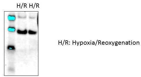 bcl-x Antibody (2H12) NBP2-32917