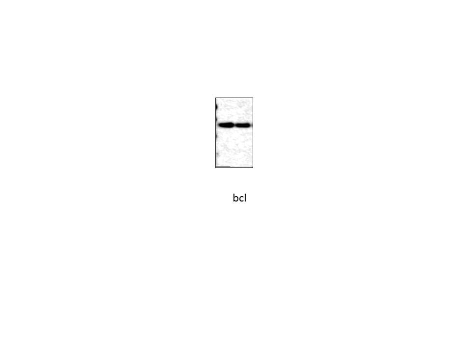 bcl-x Antibody (2H12) NBP2-32917