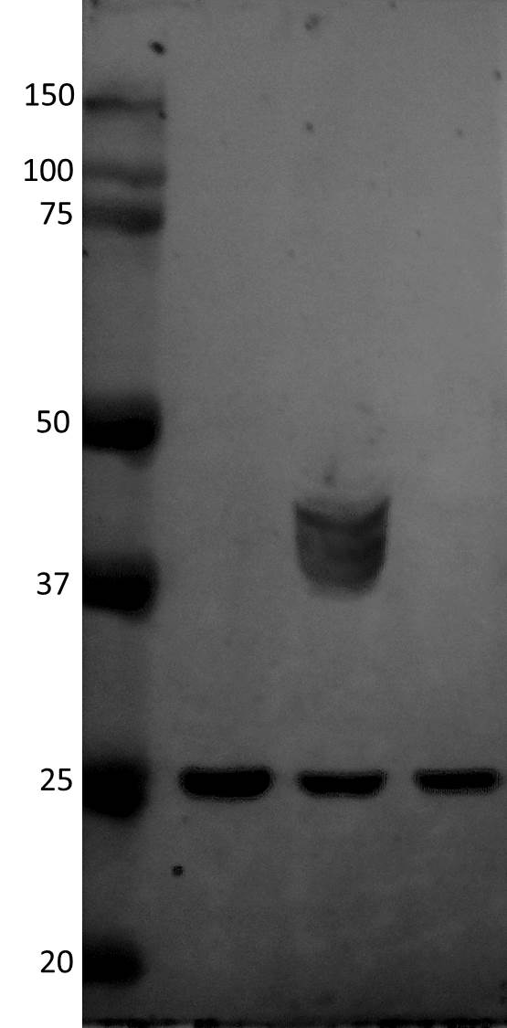 HSP27 Antibody (G3.1) NBP2-32972