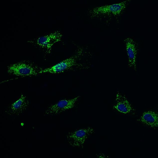 Mitochondria Antibody (113-1) NBP2-32980