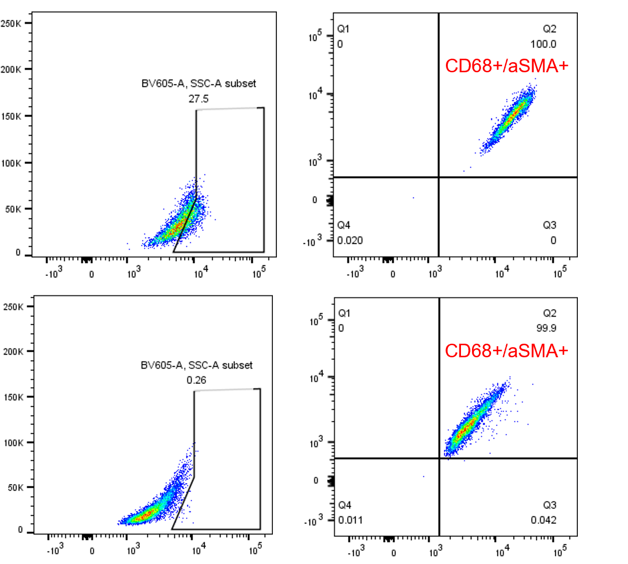 alpha-Smooth Muscle Actin Antibody (1A4/asm-1) [Alexa Fluor® 532] NBP2-33006AF532