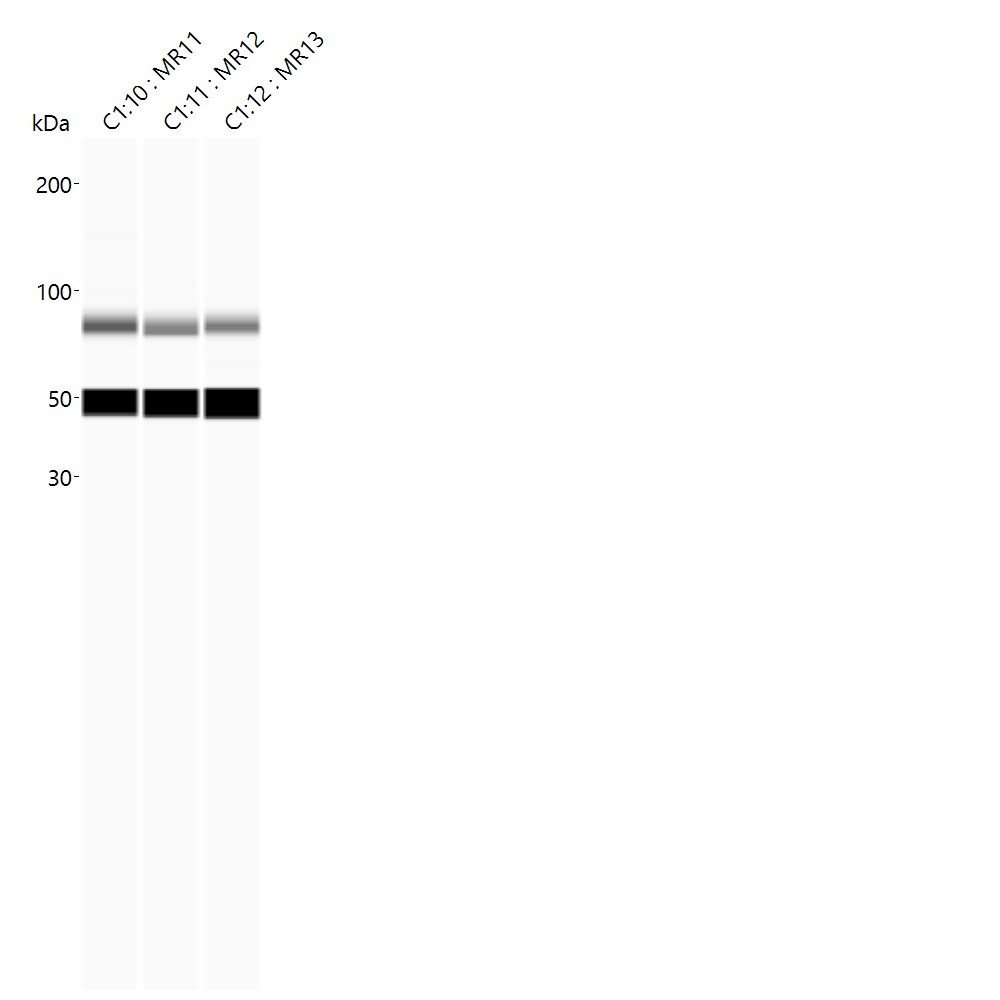 ER beta/NR3A2 Antibody (ERb455) [HRP] NBP2-33066H